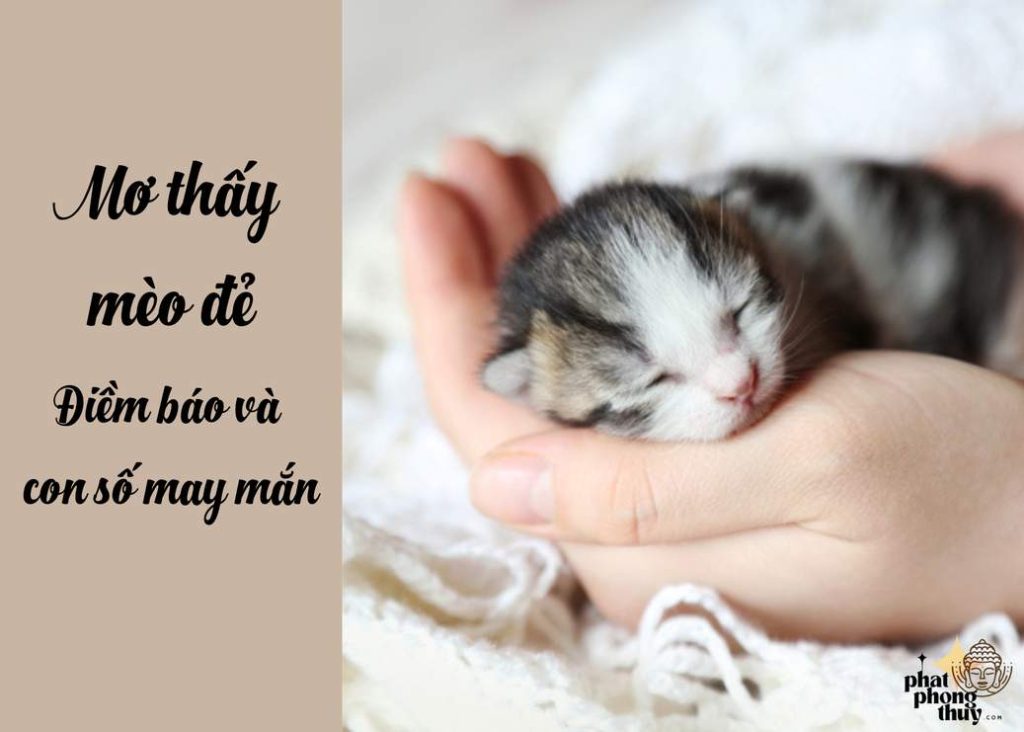 Mơ thấy mèo đẻ: Điềm báo và con số may mắn
