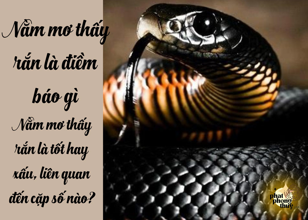 Nằm mơ thấy rắn là điềm báo gì - Nằm mơ thấy rắn là tốt hay xấu, liên quan đến cặp số nào?