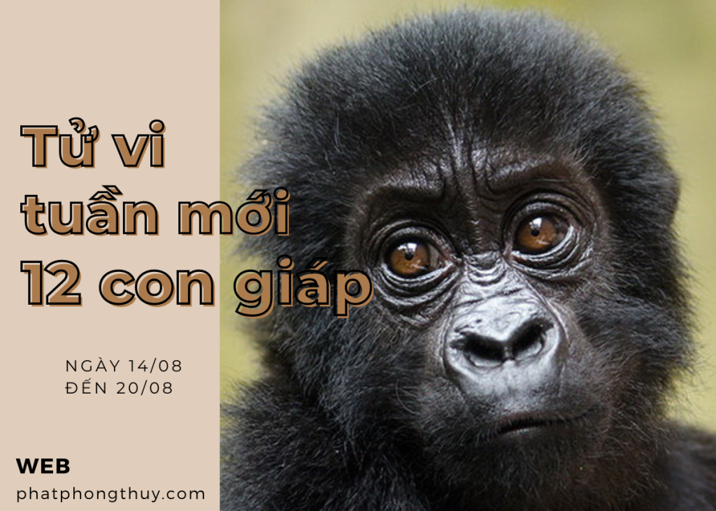 Tử vi tuần mới 12 con giáp 14/8 đến 20/8/2023
