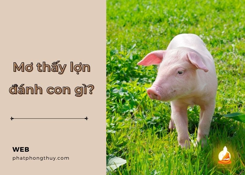 Mơ thấy lợn đánh con gì? Điềm báo tài lộc và con số nên đánh