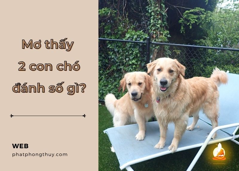 Mơ thấy 2 con chó đánh số gì để tìm kiếm vận may trúng lớn?