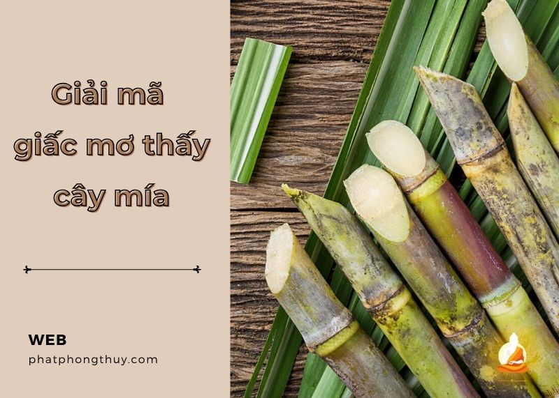 Mơ thấy cây mía là điềm gì? Sự ngọt ngào hay thử thách phía trước?