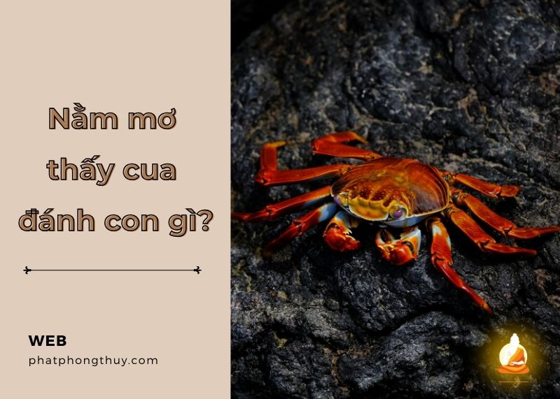 Mơ thấy cua đánh con gì? Giải mã giấc mơ và con số liên quan