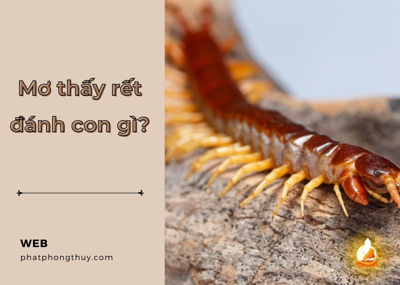 Giải mã mơ thấy rết đánh con gì? Bật mí các con số may mắn