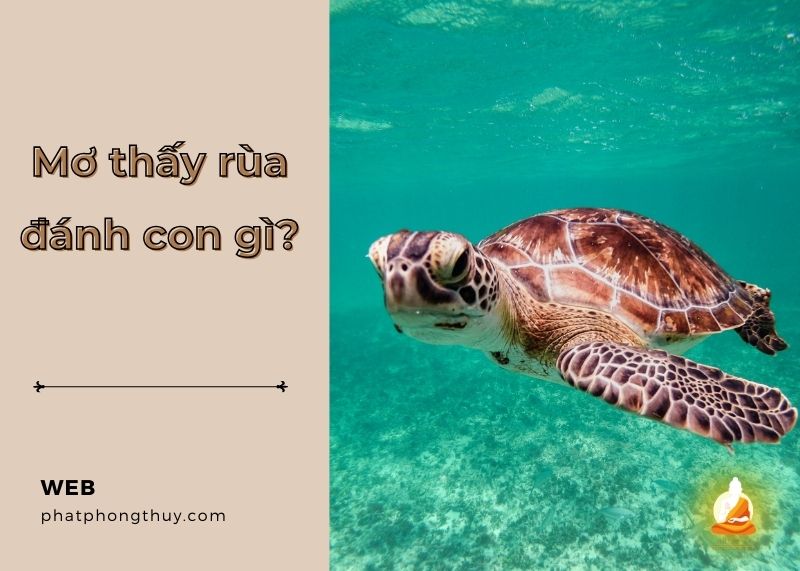 Mơ thấy rùa đánh con gì? Sự thật bất ngờ về con số