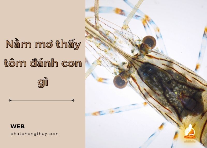 Mơ thấy tôm đánh con gì? Hé lộ những con số may mắn