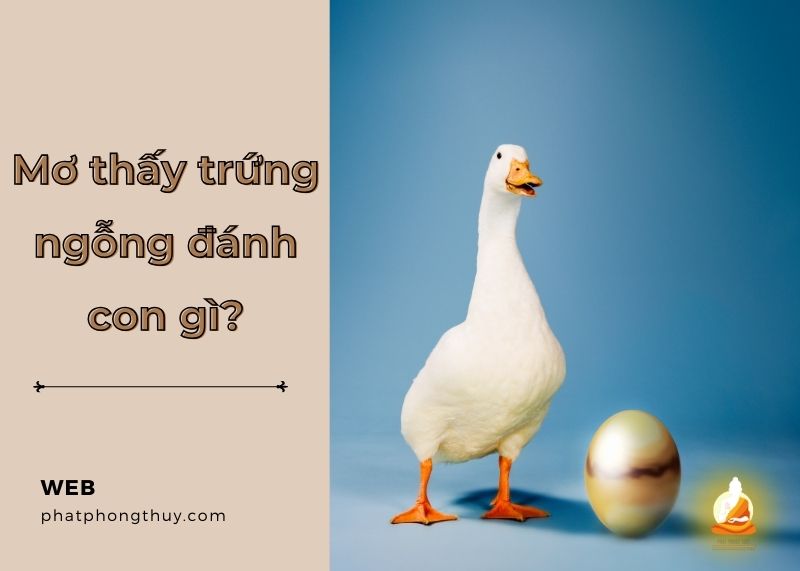 Tìm hiểu mơ thấy trứng ngỗng đánh con gì? Ý nghĩa và những con số