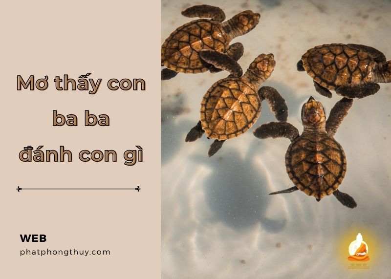 Mơ thấy ba ba đánh con gì là chuẩn? Bật mí con số tài lộc