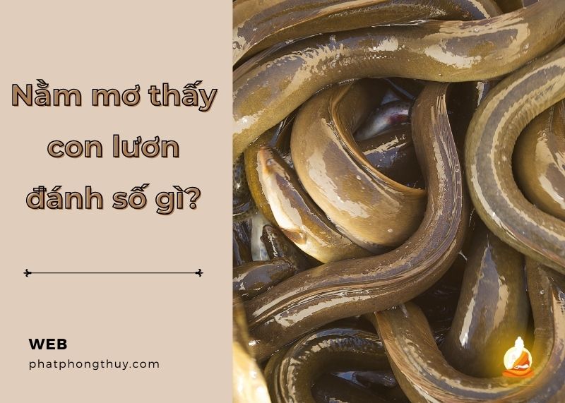 Nằm mơ thấy con lươn đánh số gì? Điềm báo tốt hay xấu?