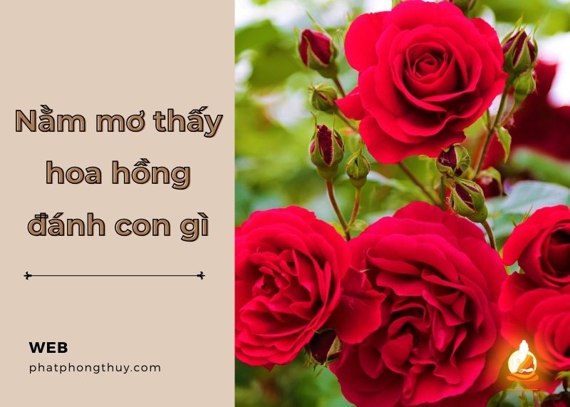 Mơ thấy hoa hồng đánh con gì? Dự đoán sự kiện trong giấc mơ