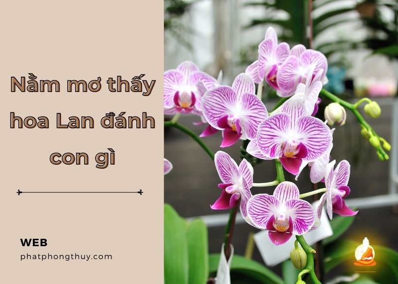 Nằm mơ thấy hoa Lan đánh con gì và điềm báo từ giấc mơ