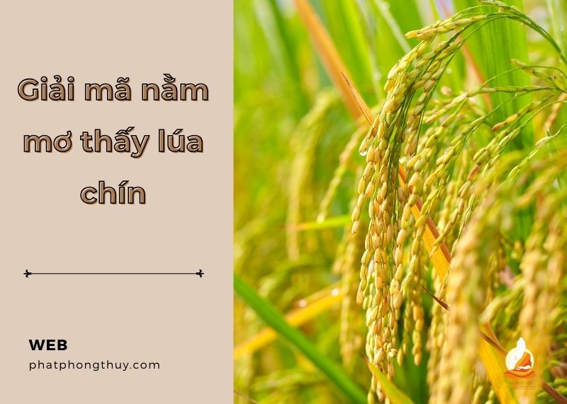 Nằm mơ thấy lúa chín là điềm gì? Giải mã giấc mơ tài lộc