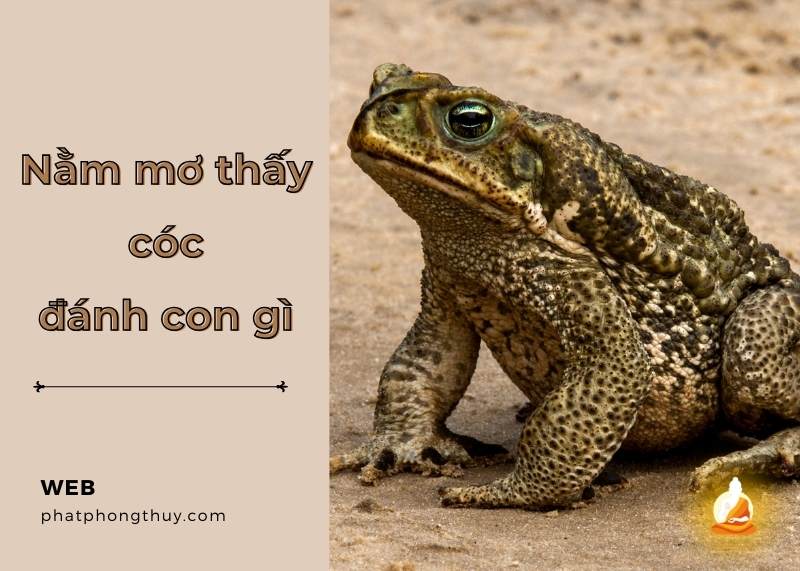 Mơ thấy cóc đánh con gì? Điềm báo gì và số đề nào may mắn?