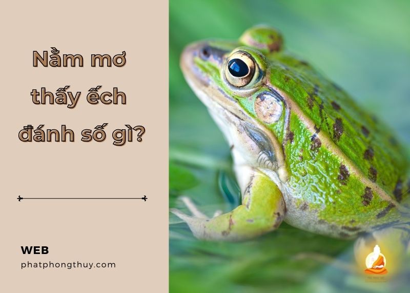 Nằm mơ thấy ếch đánh số gì? Nằm mơ thấy ếch là điềm gì?